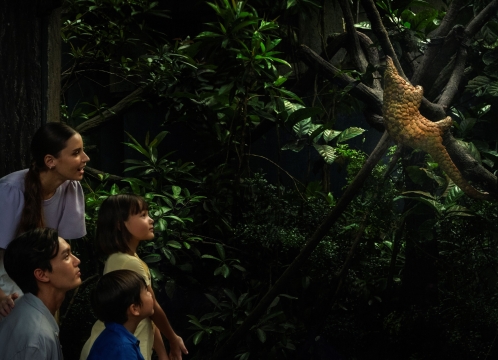 ナイトサファリ